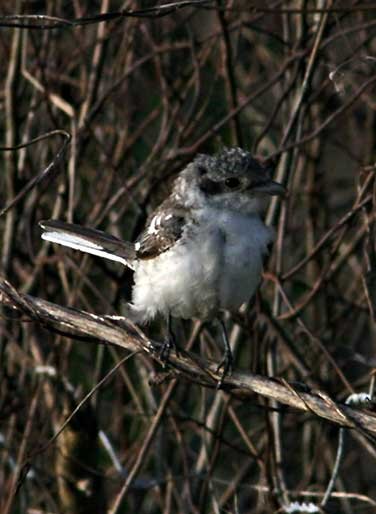 Masked Shrike