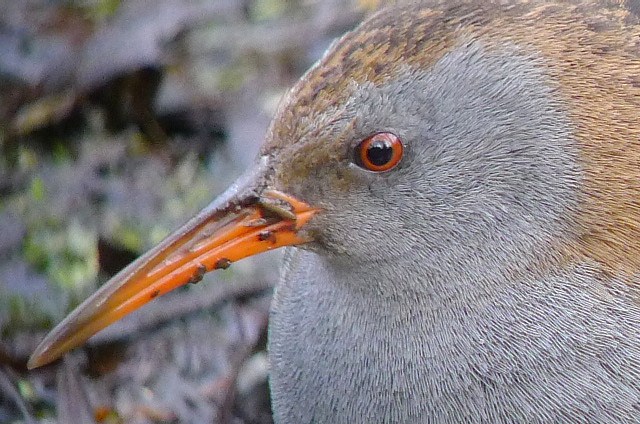Water Rail