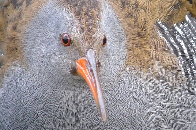 Water Rail