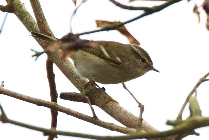 Yellow-browed Warbler