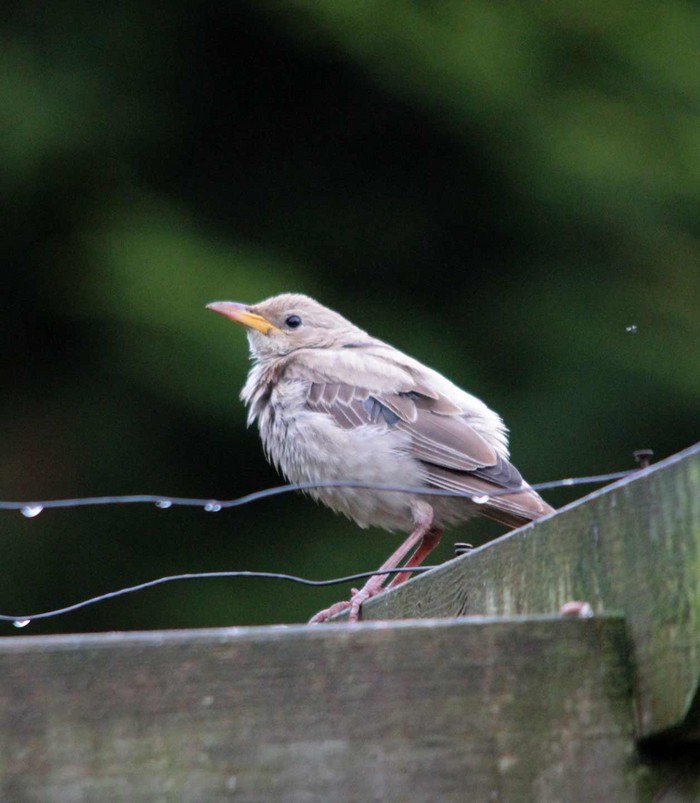 Rose-coloured Starling