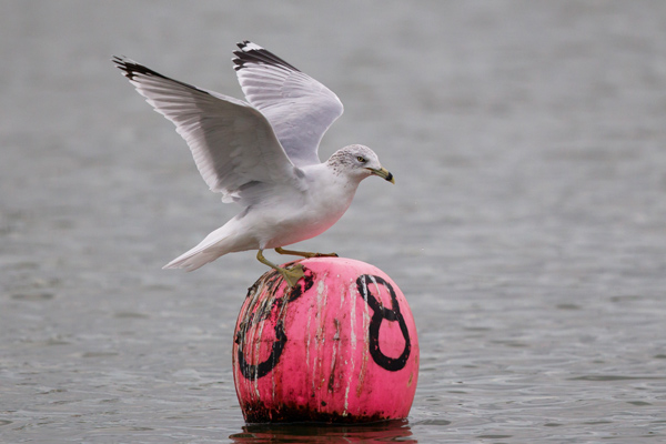 Ring-billed Gull