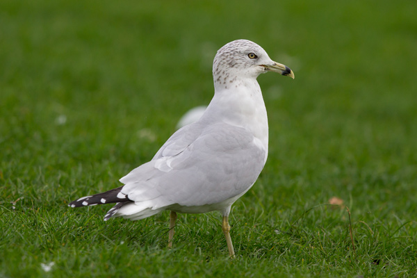 Ring-billed Gull