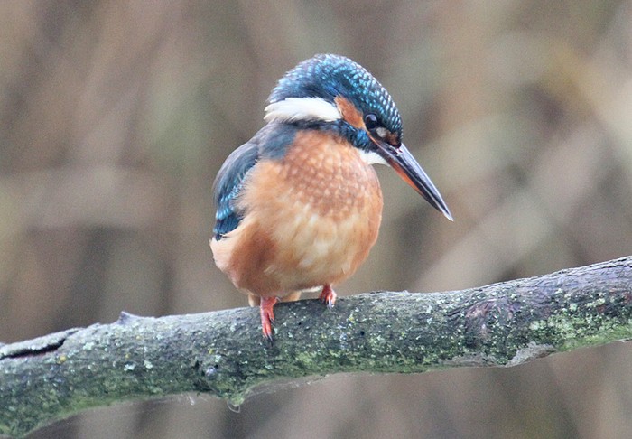 Kingfisher