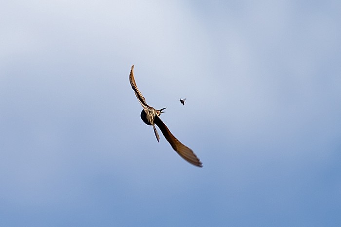 Bee-eater