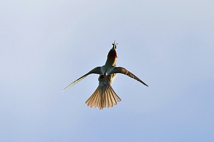Bee-eater