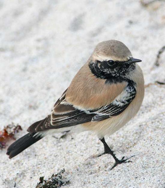 Desert Wheatear