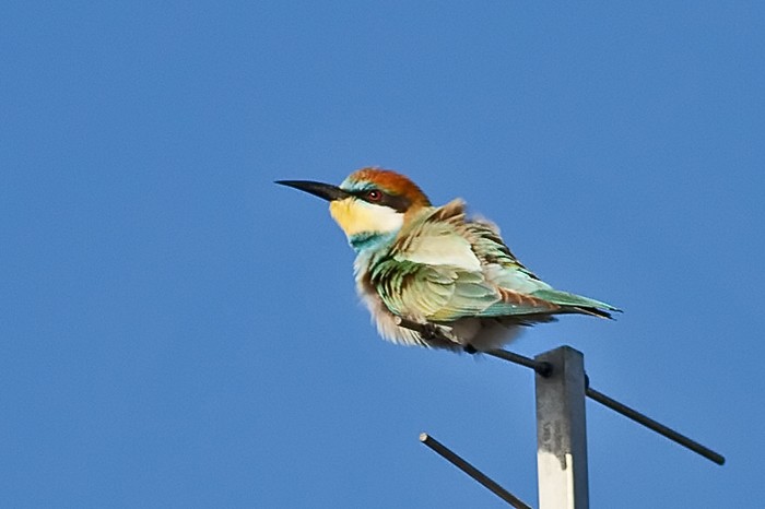 Bee-eater