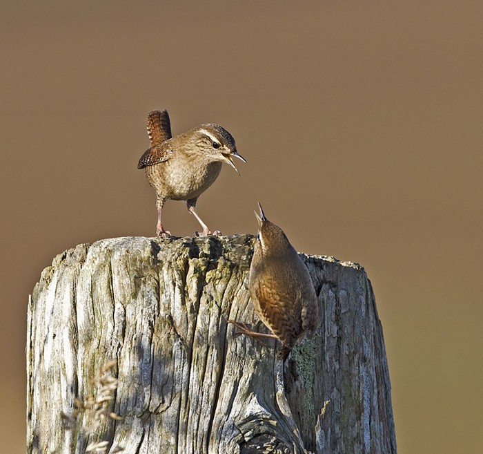 Wren