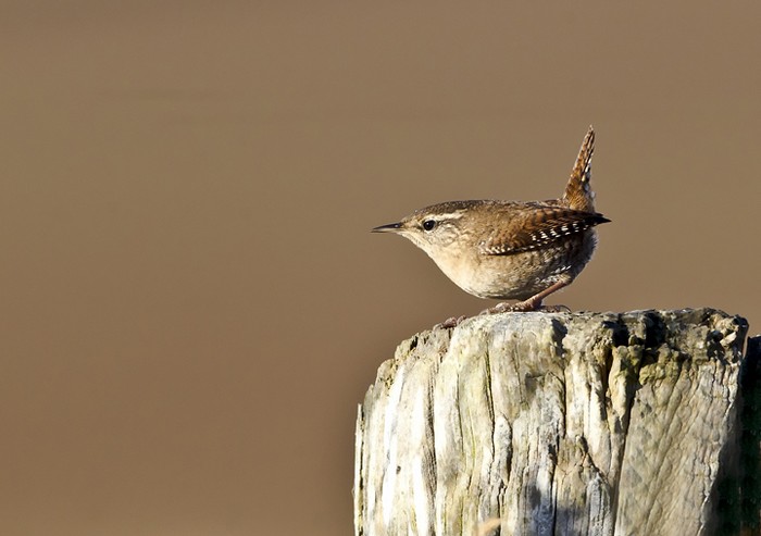 Wren