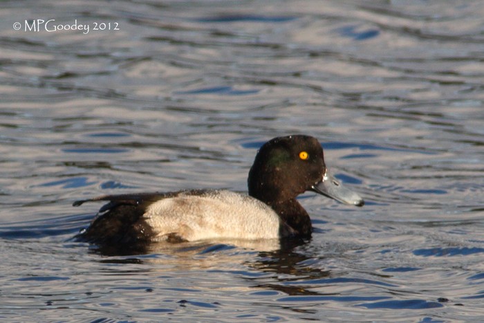 Scaup
