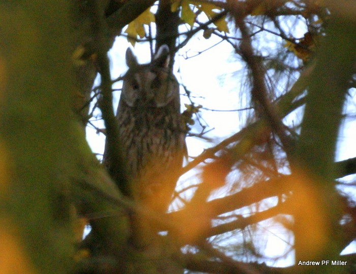 Long-eared Owl