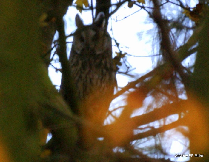 Long-eared Owl