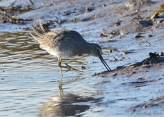 Long-billed Dowitcher