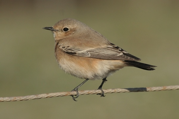 Desert Wheatear