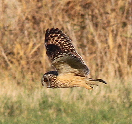 Short-eared Owl