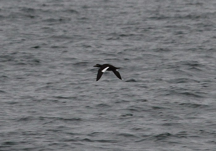 Velvet Scoter