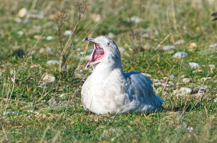 Glaucous Gull