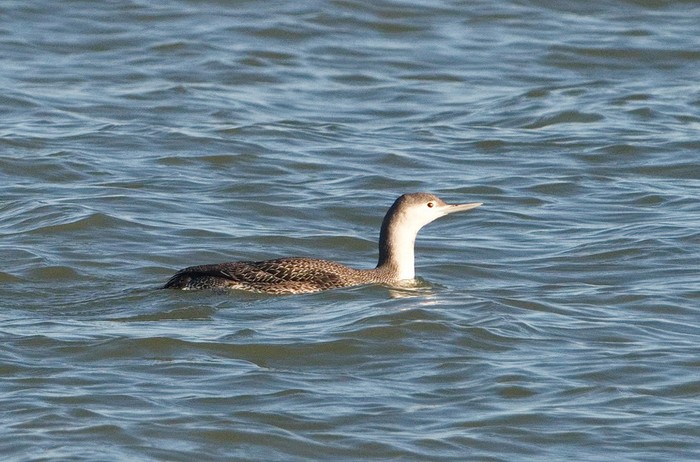 Red-throated Diver