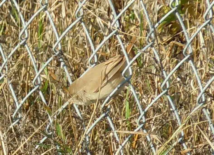 Asian Desert Warbler