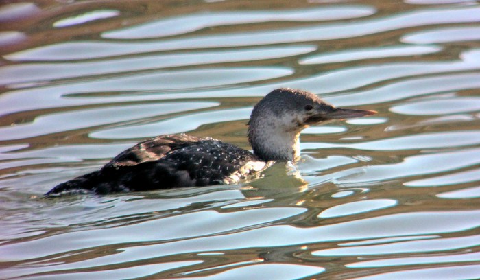 Red-throated Diver
