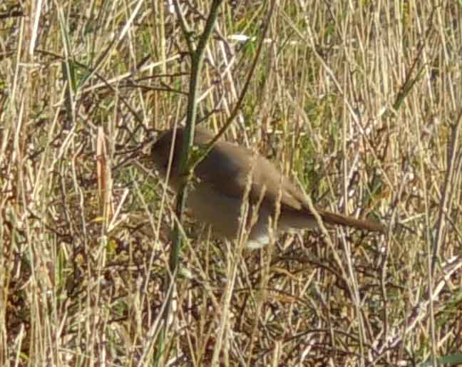 Asian Desert Warbler