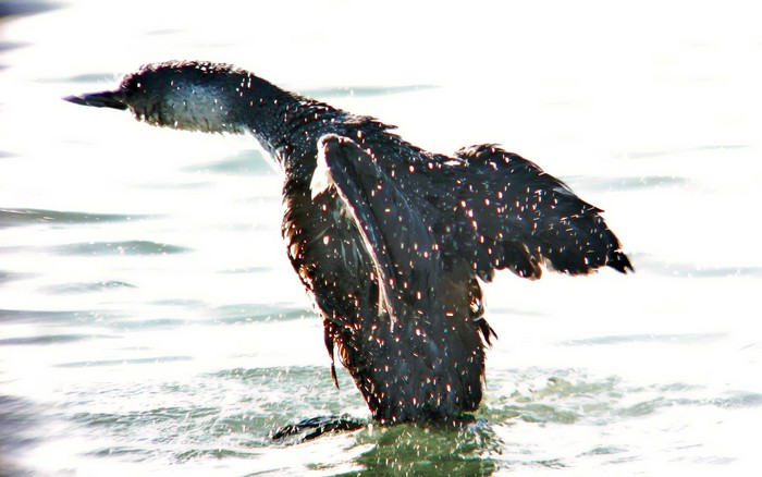 Red-throated Diver