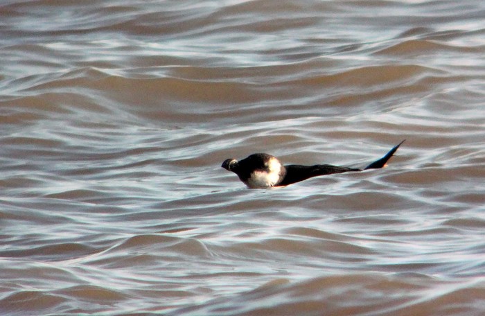 Razorbill