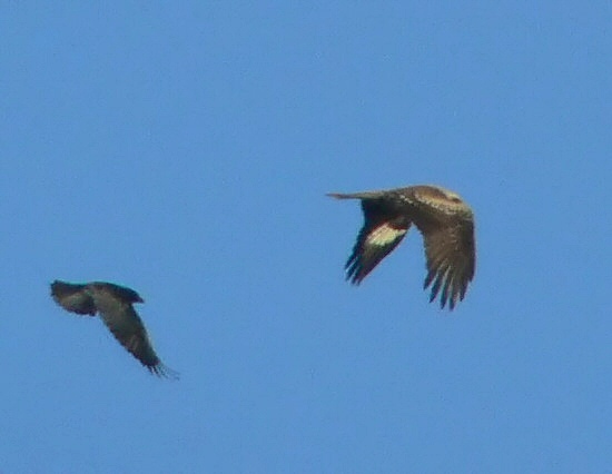 Black-eared Kite