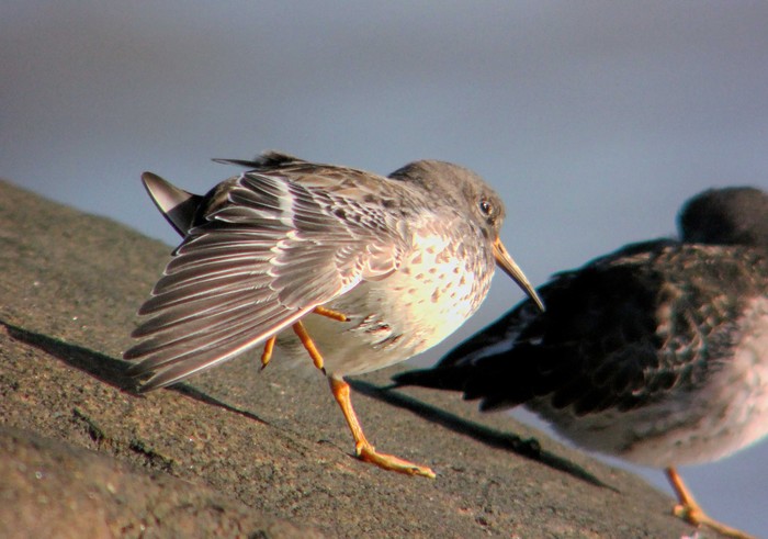 Purple Sandpiper