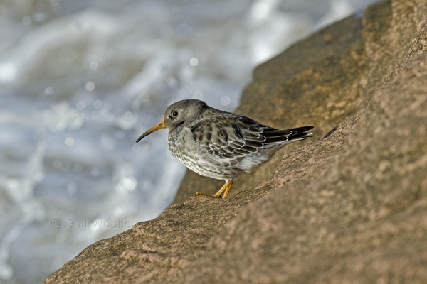 Purple Sandpiper