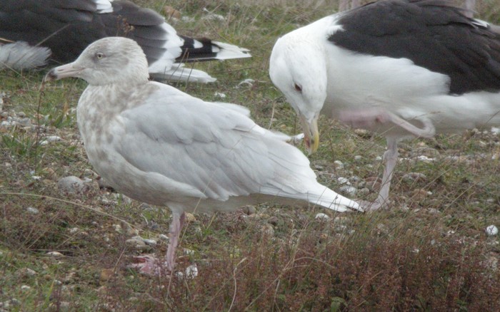 Glaucous Gull