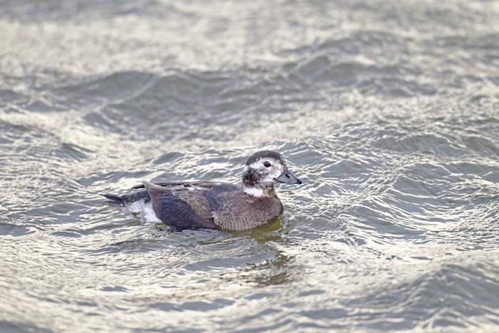 Long-tailed Duck