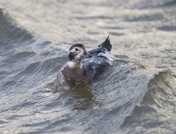 Long-tailed Duck