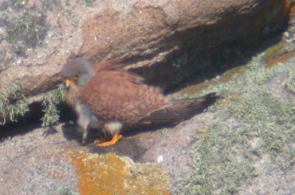 Lesser Kestrel