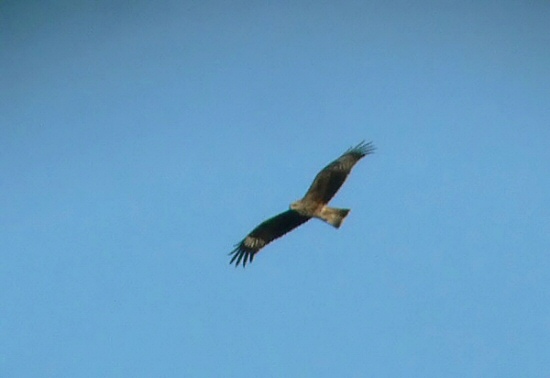 Black-eared Kite
