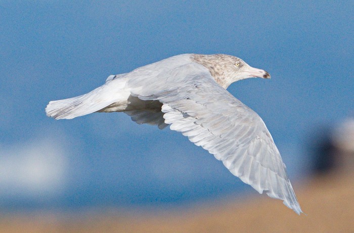 Glaucous Gull