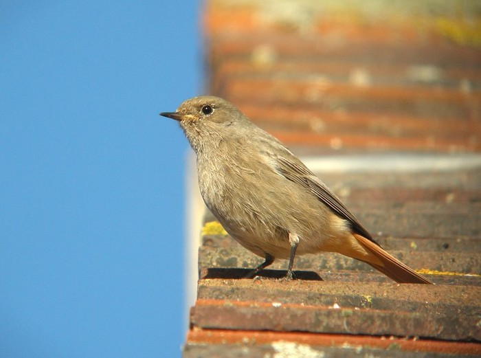 Black Redstart