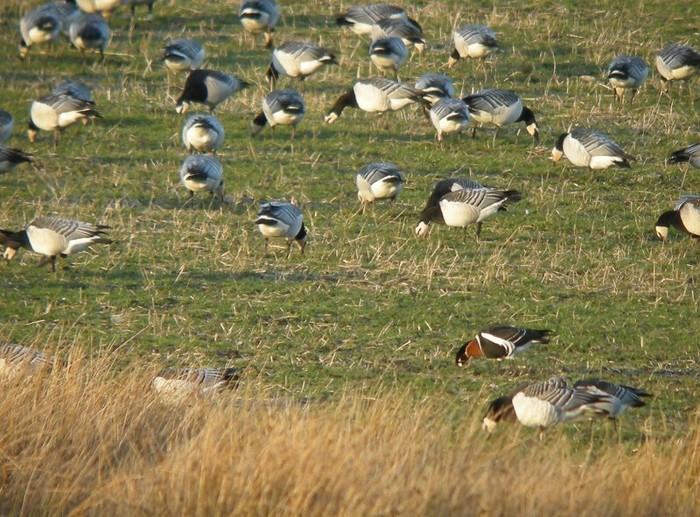Red-breasted Goose
