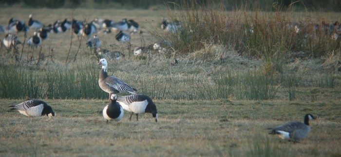 Lesser Snow Goose