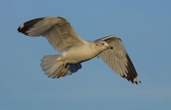 Ring-billed Gull