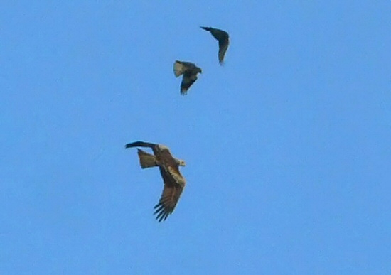 Black-eared Kite