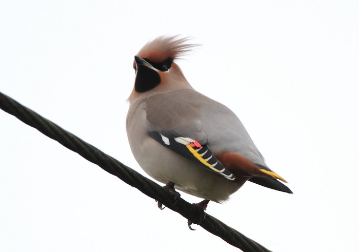 Waxwing