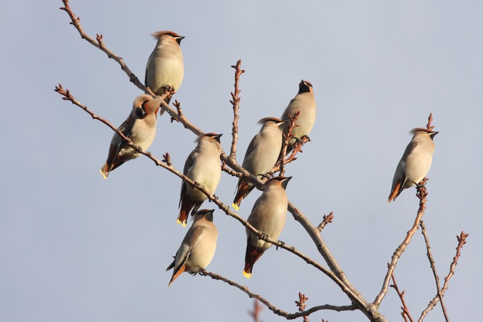 Waxwing