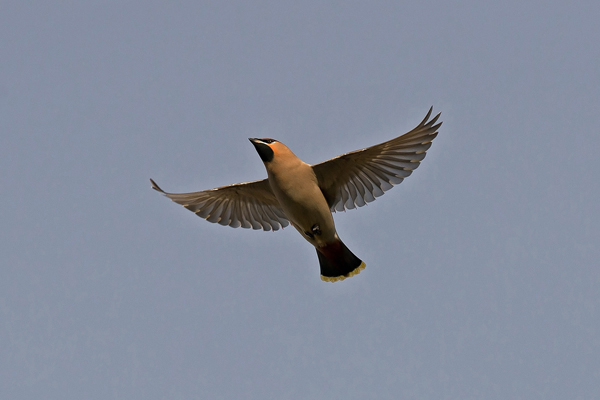 Waxwing
