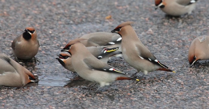 Waxwing