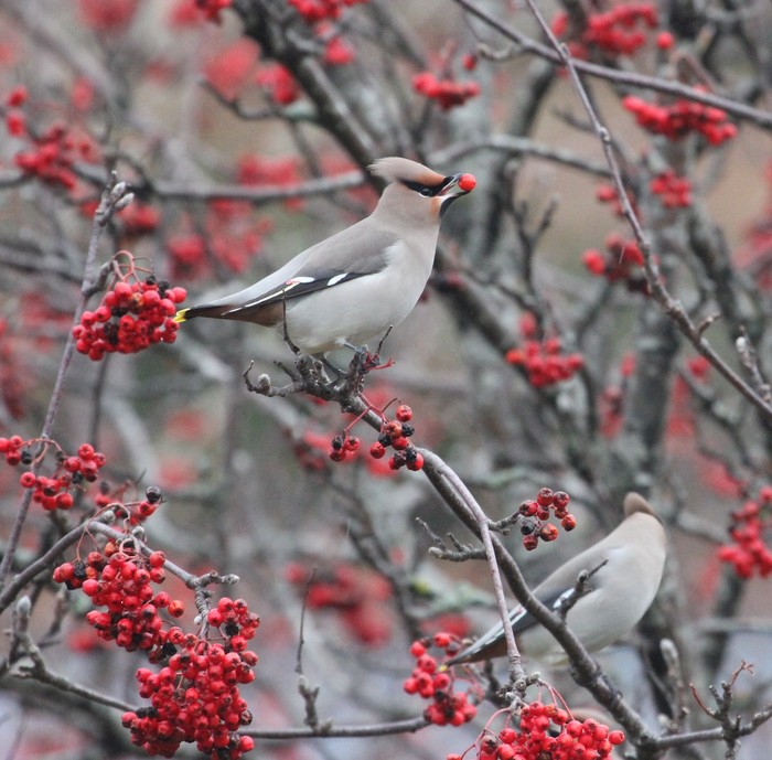 Waxwing