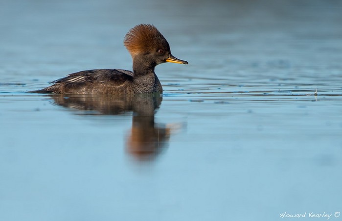 Hooded Merganser