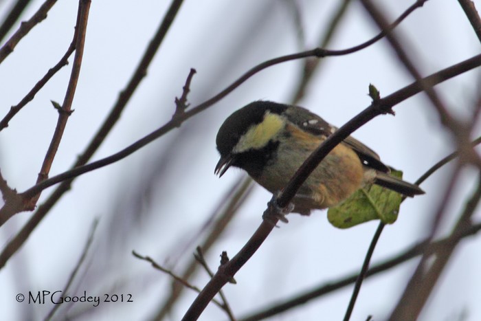 Coal Tit