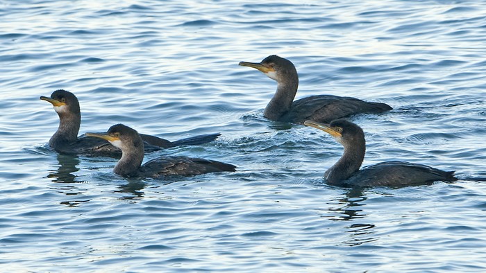 Shag